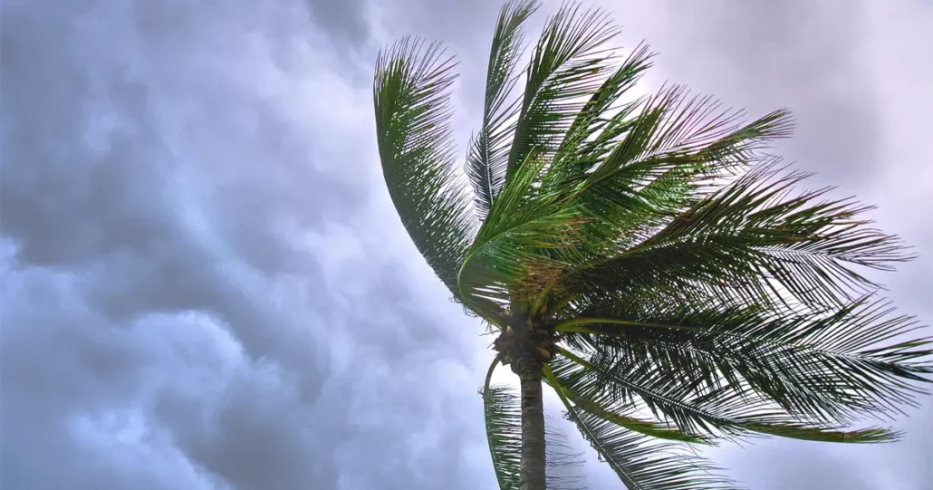 A tall palm tree sways in strong winds against a backdrop of dark, cloudy skies. The fronds are blown to the side, showcasing the intensity of the weather. The sky appears turbulent, hinting at an approaching storm.
